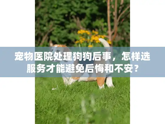 宠物医院处理狗狗后事，怎样选服务才能避免后悔和不安？