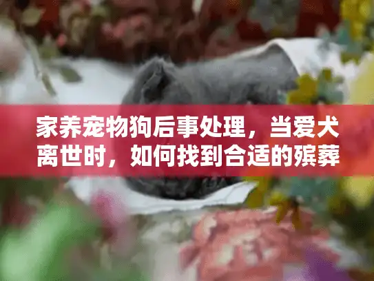 家养宠物狗后事处理，当爱犬离世时，如何找到合适的殡葬服务？