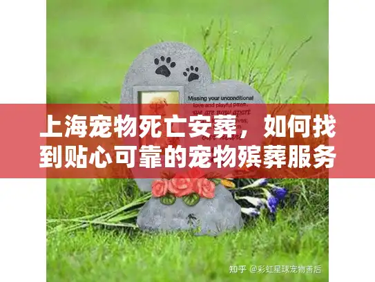 上海宠物死亡安葬，如何找到贴心可靠的宠物殡葬服务？