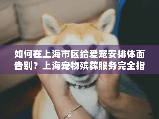 如何在上海市区给爱宠安排体面告别？上海宠物殡葬服务完全指南