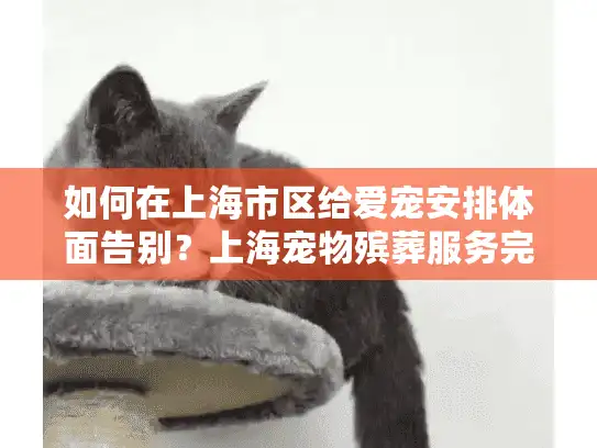 如何在上海市区给爱宠安排体面告别？上海宠物殡葬服务完全指南