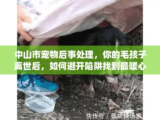 中山市宠物后事处理，你的毛孩子离世后，如何避开陷阱找到最暖心的告别服务？