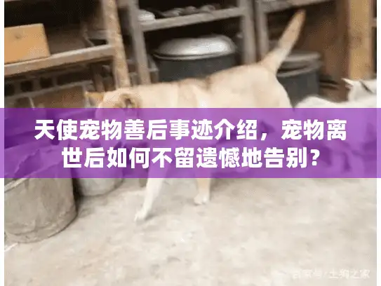 天使宠物善后事迹介绍，宠物离世后如何不留遗憾地告别？