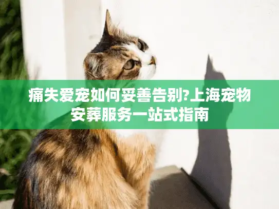 痛失爱宠如何妥善告别?上海宠物安葬服务一站式指南