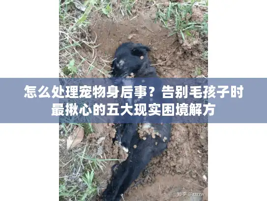 怎么处理宠物身后事？告别毛孩子时最揪心的五大现实困境解方