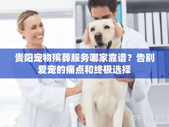 贵阳宠物殡葬服务哪家靠谱？告别爱宠的痛点和终极选择