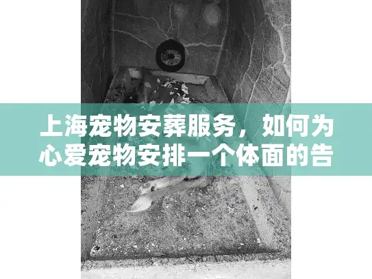 上海宠物安葬服务，如何为心爱宠物安排一个体面的告别？