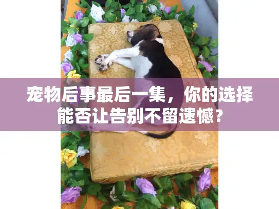 宠物后事最后一集，你的选择能否让告别不留遗憾？