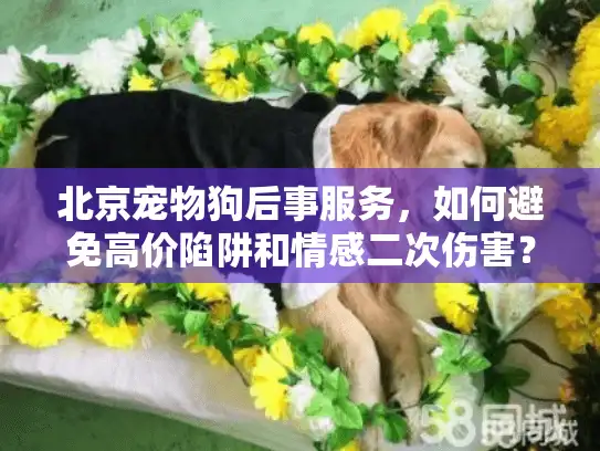 北京宠物狗后事服务，如何避免高价陷阱和情感二次伤害？