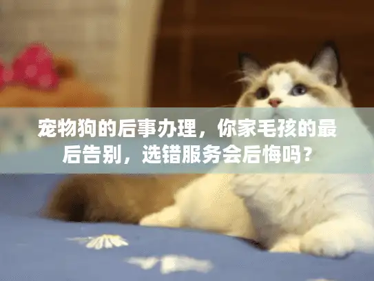 宠物狗的后事办理，你家毛孩的最后告别，选错服务会后悔吗？