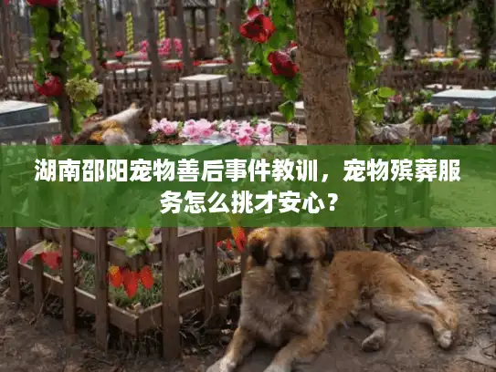 湖南邵阳宠物善后事件教训，宠物殡葬服务怎么挑才安心？