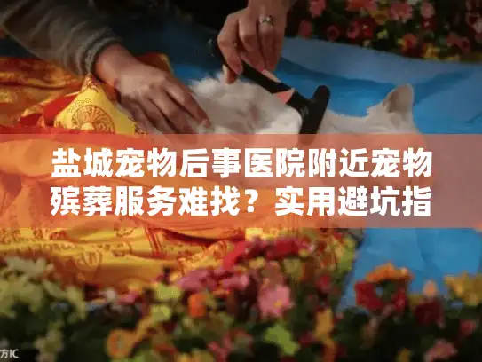 盐城宠物后事医院附近宠物殡葬服务难找？实用避坑指南助你轻松决策