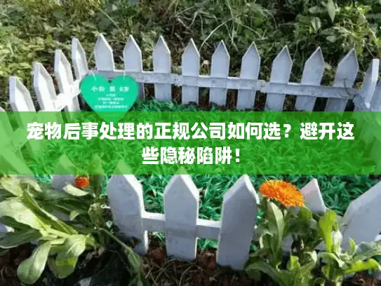 宠物后事处理的正规公司如何选？避开这些隐秘陷阱！