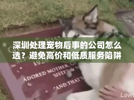 深圳处理宠物后事的公司怎么选？避免高价和低质服务陷阱