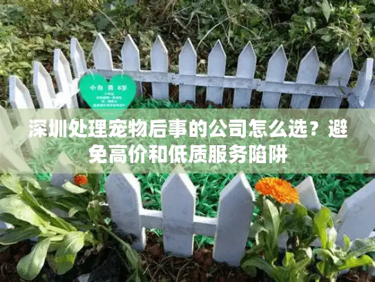 深圳处理宠物后事的公司怎么选？避免高价和低质服务陷阱