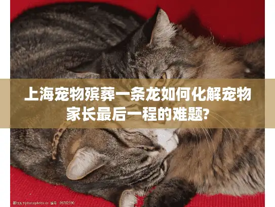 上海宠物殡葬一条龙如何化解宠物家长最后一程的难题?