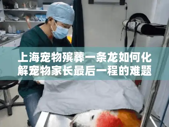 上海宠物殡葬一条龙如何化解宠物家长最后一程的难题?