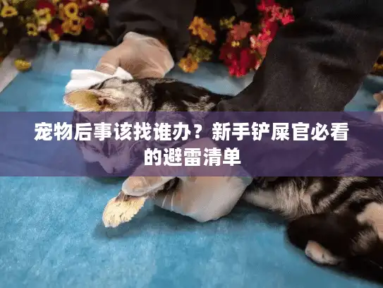 宠物后事该找谁办？新手铲屎官必看的避雷清单