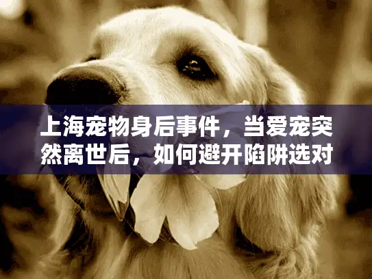 上海宠物身后事件，当爱宠突然离世后，如何避开陷阱选对殡葬服务？