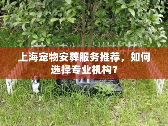 上海宠物安葬服务推荐，如何选择专业机构？