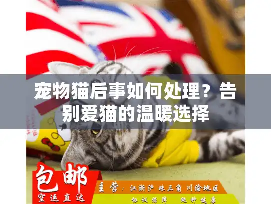 宠物猫后事如何处理？告别爱猫的温暖选择