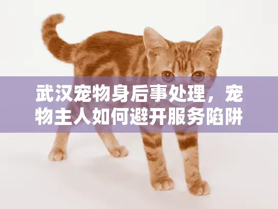 武汉宠物身后事处理，宠物主人如何避开服务陷阱安心送别？
