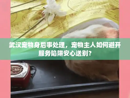武汉宠物身后事处理，宠物主人如何避开服务陷阱安心送别？
