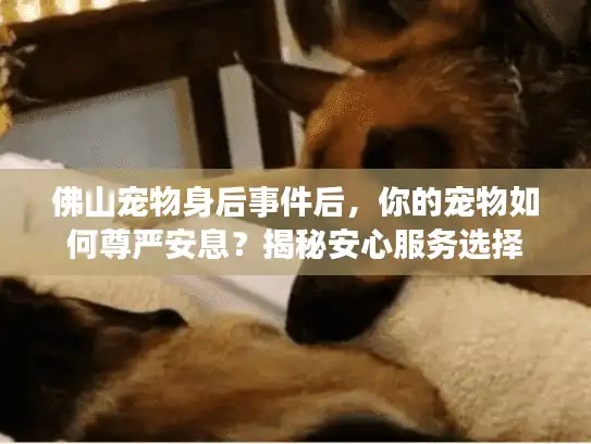 佛山宠物身后事件后，你的宠物如何尊严安息？揭秘安心服务选择