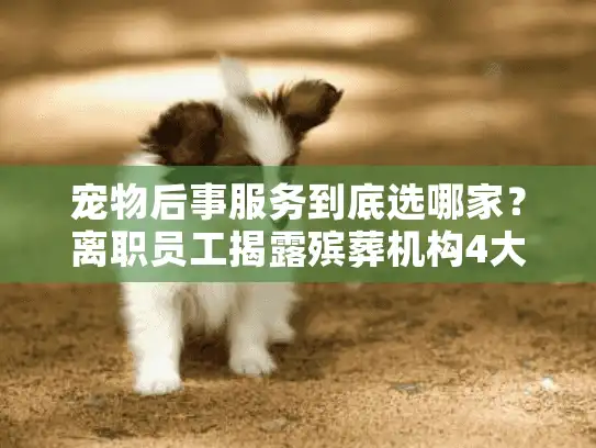 宠物后事服务到底选哪家？离职员工揭露殡葬机构4大核心操作