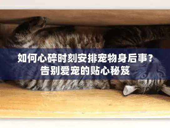 如何心碎时刻安排宠物身后事？告别爱宠的贴心秘笈