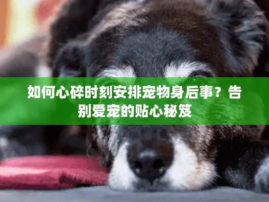 如何心碎时刻安排宠物身后事？告别爱宠的贴心秘笈