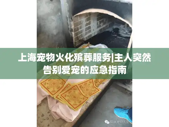 上海宠物火化殡葬服务|主人突然告别爱宠的应急指南