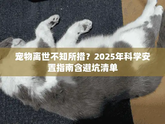 宠物离世不知所措？2025年科学安置指南含避坑清单
