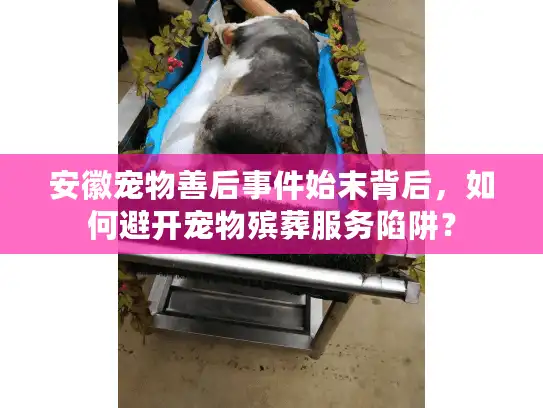 安徽宠物善后事件始末背后，如何避开宠物殡葬服务陷阱？