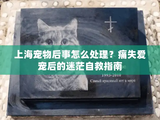 上海宠物后事怎么处理？痛失爱宠后的迷茫自救指南