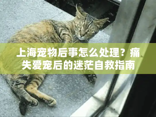 上海宠物后事怎么处理？痛失爱宠后的迷茫自救指南