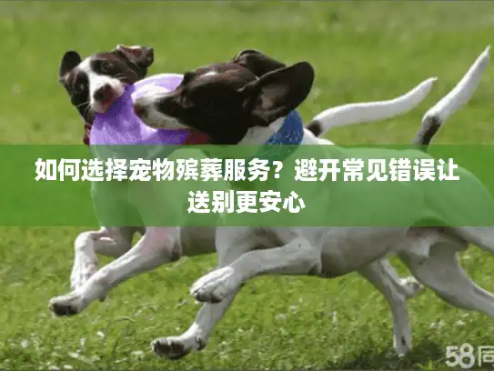如何选择宠物殡葬服务？避开常见错误让送别更安心