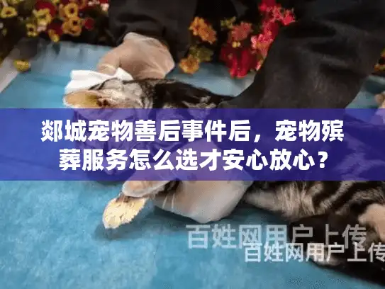 郯城宠物善后事件后，宠物殡葬服务怎么选才安心放心？