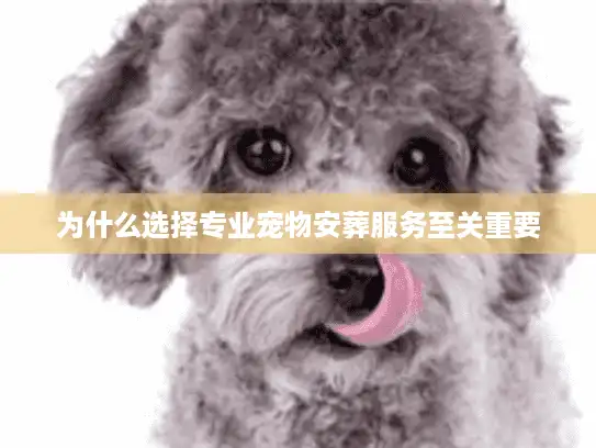为什么选择专业宠物安葬服务至关重要