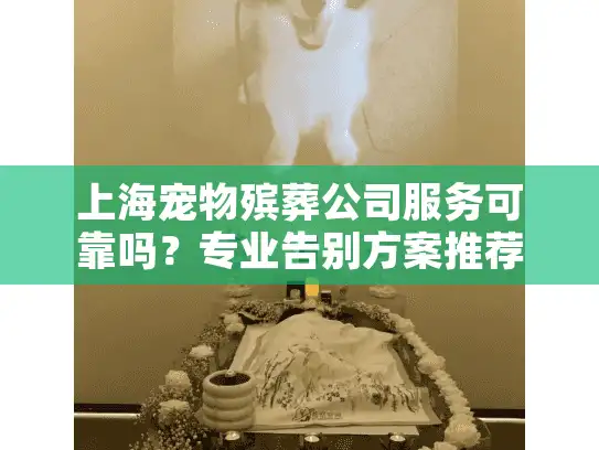 上海宠物殡葬公司服务可靠吗？专业告别方案推荐