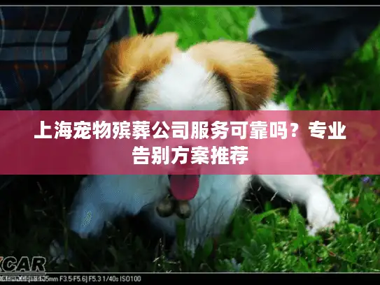上海宠物殡葬公司服务可靠吗？专业告别方案推荐