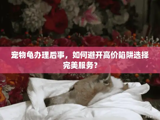 宠物龟办理后事，如何避开高价陷阱选择完美服务？