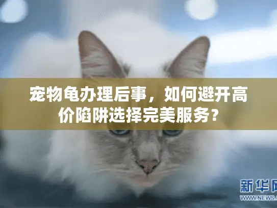 宠物龟办理后事，如何避开高价陷阱选择完美服务？