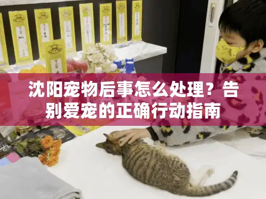 沈阳宠物后事怎么处理？告别爱宠的正确行动指南