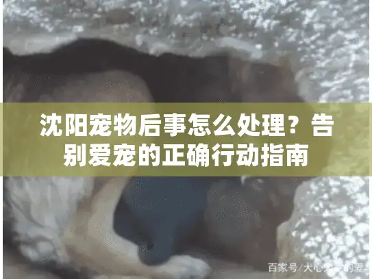沈阳宠物后事怎么处理？告别爱宠的正确行动指南