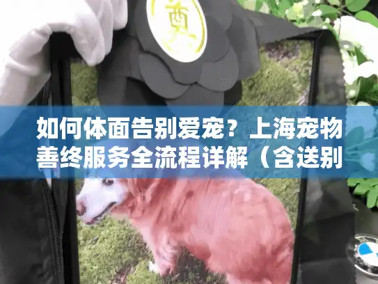 如何体面告别爱宠？上海宠物善终服务全流程详解（含送别仪式）