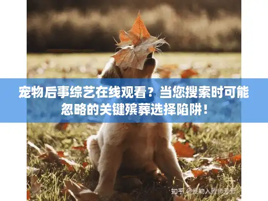 宠物后事综艺在线观看？当您搜索时可能忽略的关键殡葬选择陷阱！
