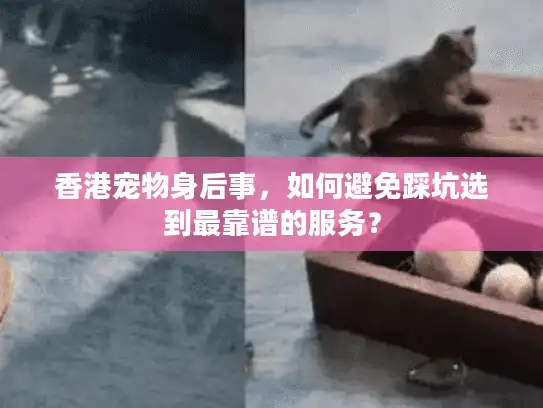 香港宠物身后事，如何避免踩坑选到最靠谱的服务？