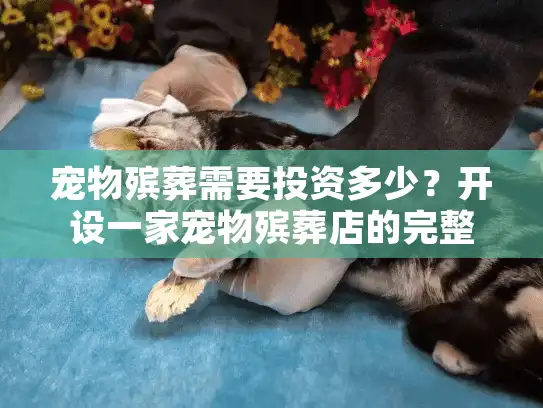 宠物殡葬需要投资多少？开设一家宠物殡葬店的完整费用指南