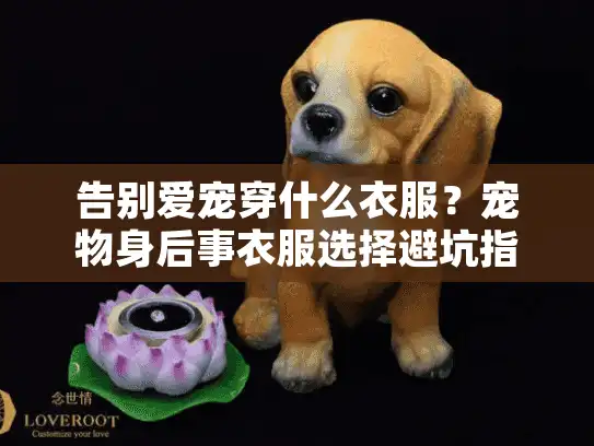 告别爱宠穿什么衣服？宠物身后事衣服选择避坑指南